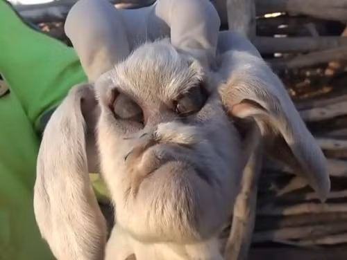 Kinh hoang phat hien de co "mat nhu nguoi"