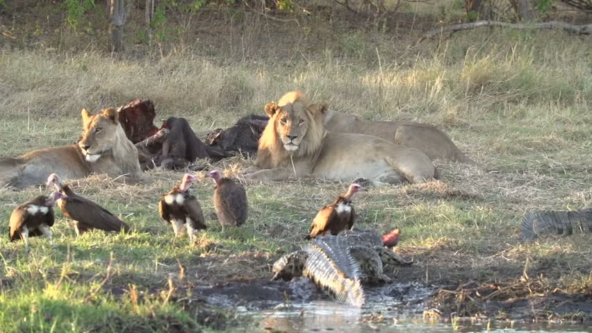 Thông thường, kền kền và cá sấu chung sống khá hòa bình, không có cạnh tranh. Trong ảnh là một cảnh tượng cực kỳ hiếm gặp, ghi lại khoảnh khắc hội ngộ giữa sư tử, kền kền và cá sấu. (Ảnh: Shutterstock)