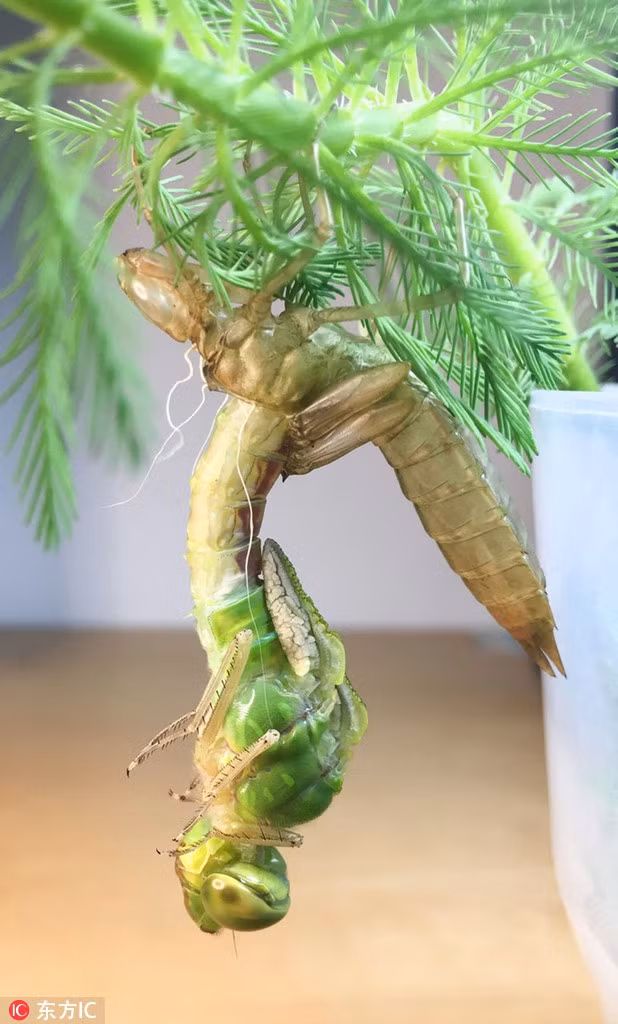 Loạt hình ảnh này ghi lại màn lột xác đầy đau đớn của một con chuồn chuồn trong suốt 8 tiếng đồng hồ. Ít ai biết, chuồn chuồn lột xác cũng khó nhọc và rủi ro chẳng thua kém bất cứ loài động vật nào. (Nguồn Sina)