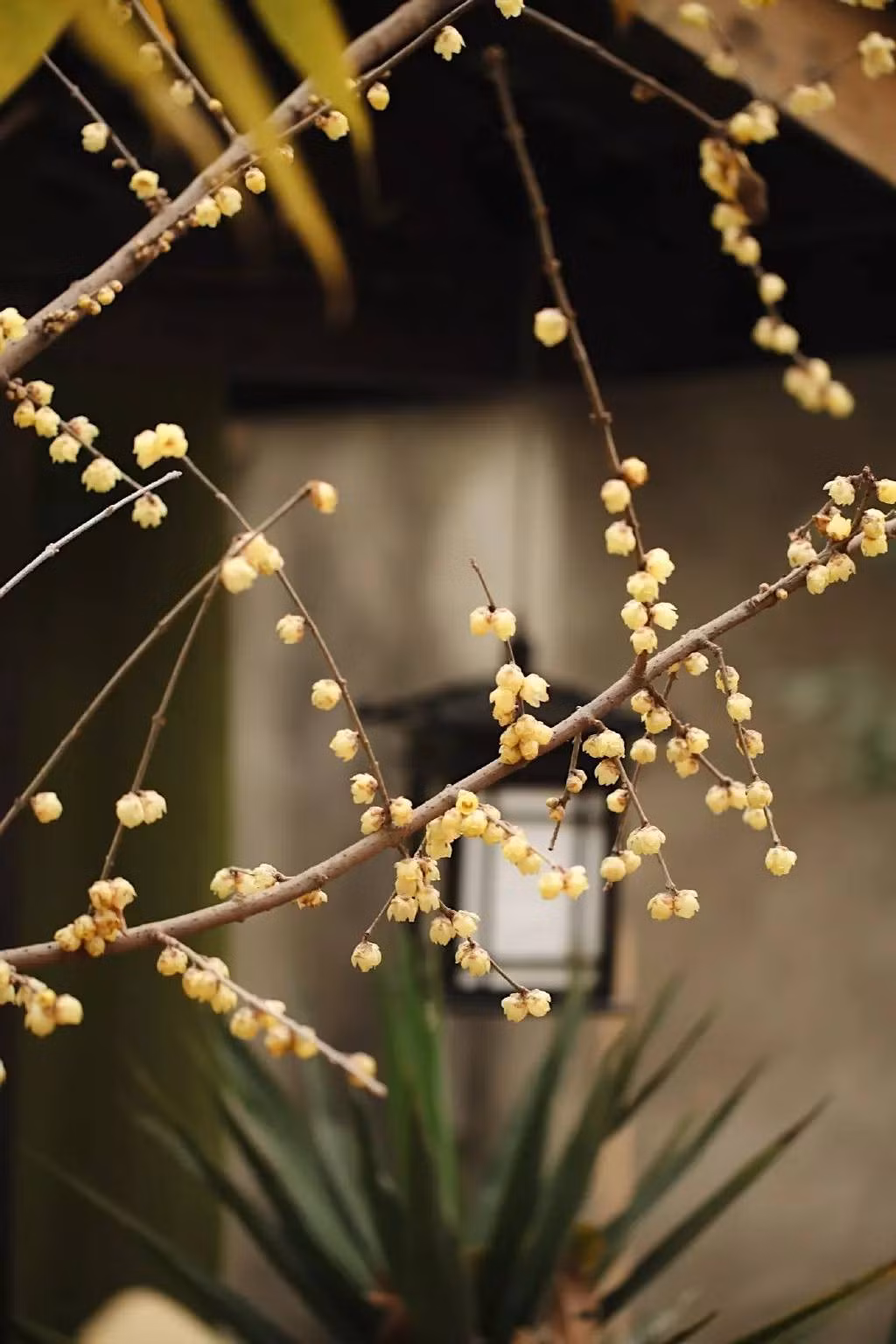 Từng bụi cây, khóm cỏ, ngọn đèn đều được sắp xếp rất nghệ thuật. (Nguồn Youthwant)