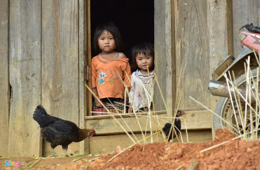 Những người Mông không biết giống gà xương đen ở Mù Cang Chải này có từ bao giờ, bởi từ lúc họ sinh ra đã thấy gà đen chạy tung tăng ở ngoài sân.