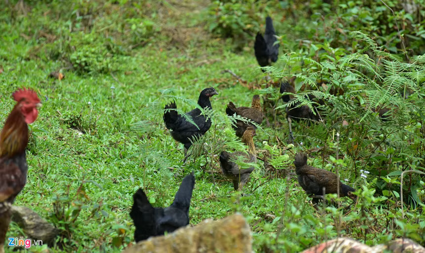 Nhưng hầu hết thời gian trong ngày, gà lên rừng núi tự kiếm ăn.