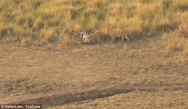 Con ngựa vằn tội nghiệp dù rất nỗ lực nhưng không thoát khỏi số phận làm mồi cho những mãnh thú ăn thịt. (Nguồn Sina)