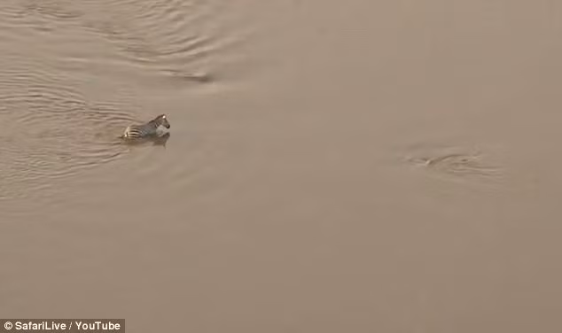 Cuối cùng, ngựa vằn bị hai con sư tử xé xác, như một sự khẳng định chắc chắn, thiên nhiên hoang dã tươi đẹp nhưng cũng rất tàn khốc. Sự sống và cái chết luôn cùng tồn tại, ranh giới cũng rất mỏng manh. (Nguồn Sina)