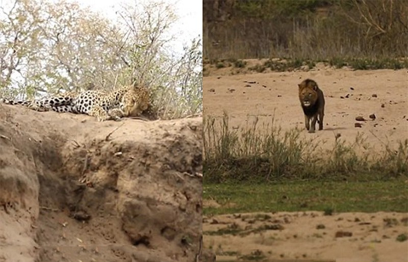 Từ xa, phát hiện báo đốm đang ngủ say, con sư tử đực từ từ di chuyển về phía đối phương.