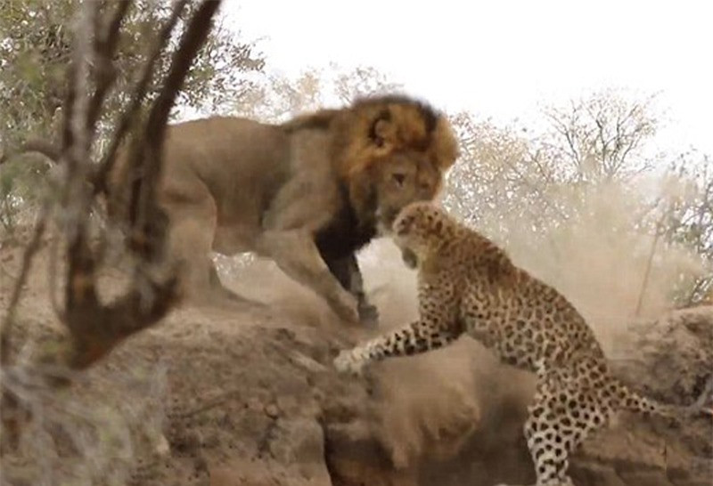 Sau một hồi vật lộn, cuộc chiến này vẫn chưa thể tìm ra "chúa sơn lâm".