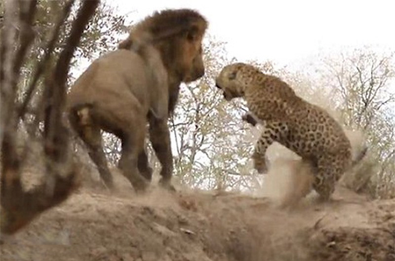 Báo đốm cũng không phải dạng vừa, nó hung hăng gầm gừ lại sư tử.