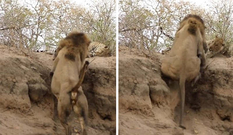 Sư tử đực lập tức leo lên phía báo đốm để gây sự.