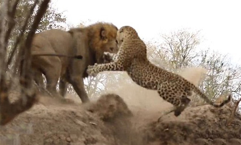 Được biết, đây là cuộc chiến để tìm ra kẻ đứng đầu địa bàn.