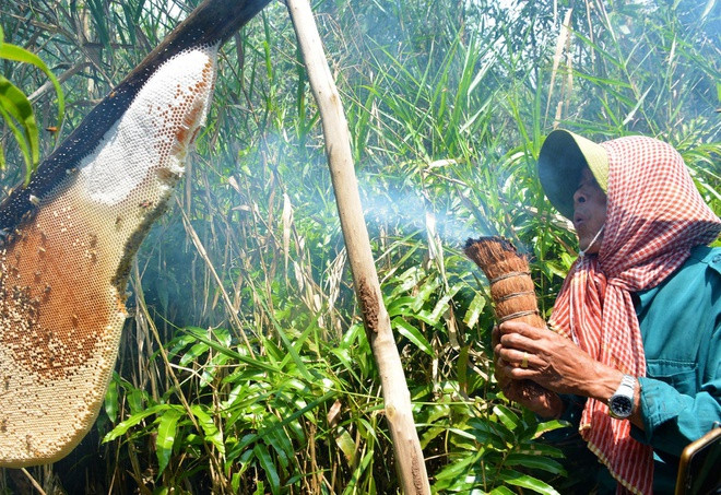Được đưa vào danh mục Di sản văn hóa phi vật thể quốc gia, nghề gác kèo ong ở Cà Mau gắn với rừng tràm U Minh Hạ, thuộc 2 huyện U Minh và Trần Văn Thời. Theo hồ sơ tư liệu của Cục Di sản văn hóa, kèo ong được mô phỏng theo cách thức dựng nhà, làm nhà bằng gỗ tràm, cau, bình bát... để dẫn dụ ong về làm tổ, tạo môi trường sống cho chúng. Nghề này được coi là một nghệ thuật, đòi hỏi kinh nghiệm, bí quyết riêng. Bông tràm nở rộ, tỏa hương thơm dịu đóng vai trò quan trọng để dẫn dụ ong. Ảnh: Hiếu Nghĩa.