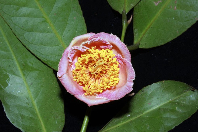Đầu năm 2021, các nhà khoa học phát hiện được loài Trà mi Langbiang (Camellia langbianensis) tại Vườn quốc gia Bidoup - Núi Bà, sau đúng 90 năm từ khi người Pháp thu thập được mẫu vật đầu tiên của hoa này (1931). Suốt thời gian dài, giới thực vật học trong và ngoài nước tưởng chừng hoa đã bị tuyệt chủng. Ảnh: Báo Lâm Đồng.