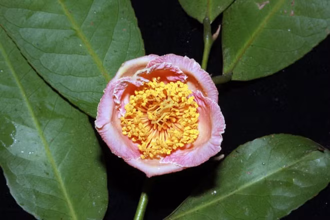 Đầu năm 2021, các nhà khoa học phát hiện được loài Trà mi Langbiang (Camellia langbianensis) tại Vườn quốc gia Bidoup - Núi Bà, sau đúng 90 năm từ khi người Pháp thu thập được mẫu vật đầu tiên của hoa này (1931). Suốt thời gian dài, giới thực vật học trong và ngoài nước tưởng chừng hoa đã bị tuyệt chủng. Ảnh: Báo Lâm Đồng.