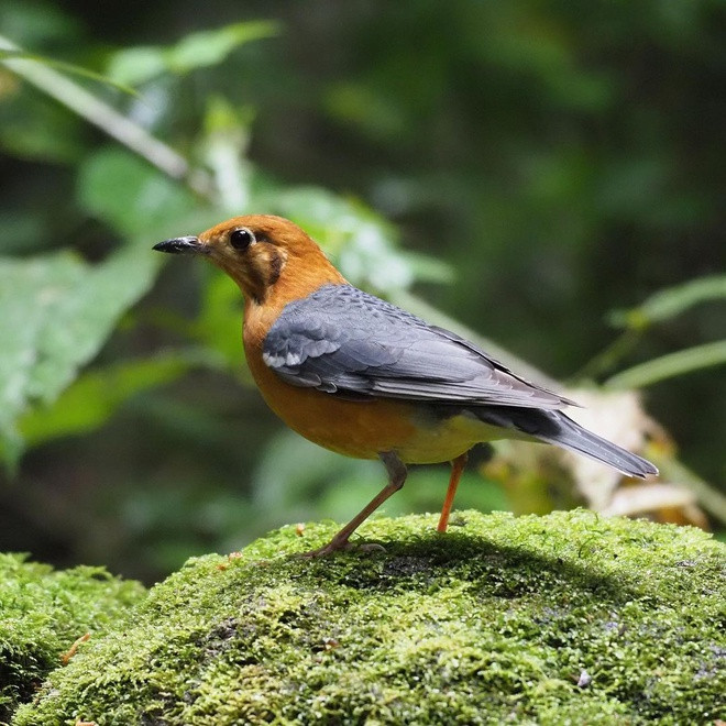 Theo tư liệu của Vườn quốc gia Bidoup - Núi Bà, nơi đây là một trong 221 vùng chim đặc hữu của thế giới. Nghiên cứu cho thấy vườn có khoảng có khoảng 301 loài chim, thuộc 67 họ, nằm trong số những vùng phong phú về chim nhất của Việt Nam. Ảnh: Marc Choisy.
