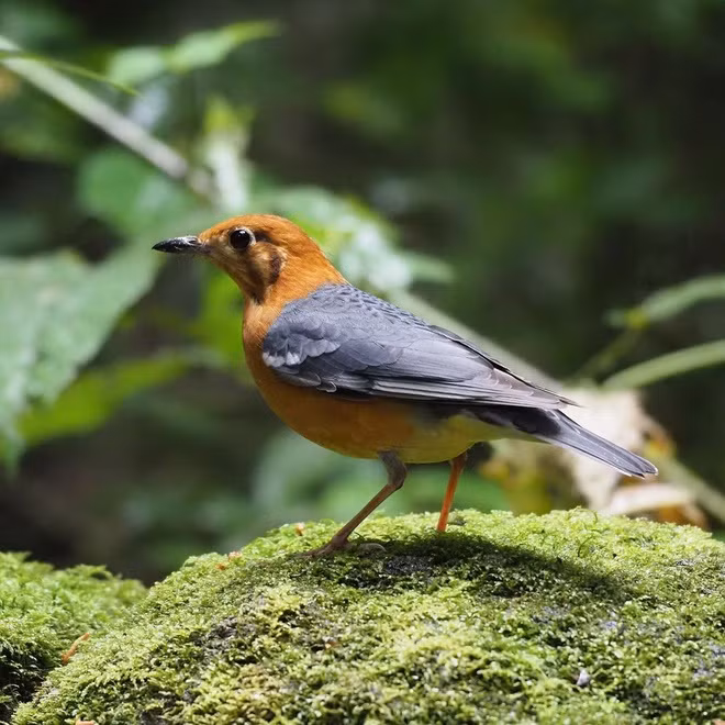 Theo tư liệu của Vườn quốc gia Bidoup - Núi Bà, nơi đây là một trong 221 vùng chim đặc hữu của thế giới. Nghiên cứu cho thấy vườn có khoảng có khoảng 301 loài chim, thuộc 67 họ, nằm trong số những vùng phong phú về chim nhất của Việt Nam. Ảnh: Marc Choisy.