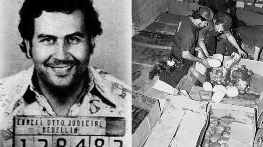 Sau khi cảnh sát tiêu diệt Pablo Escobar và đột kích vào nơi ở của y, lực lượng chức năng thu giữ nhiều tài sản và tiền mặt. Trong số này, khoảng 10% số tiền của gã bị chuột cắn hoặc bị hư hỏng do môi trường ẩm ướt.