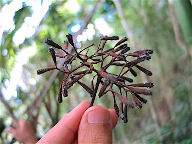 Một số người yêu động vật đến Caribbean và tìm kiếm những con chim gặp nạn do dính bẫy của cây Pisonia. Họ cẩn thận gỡ sạch phần nhựa hạt để các con chim tiếp tục bay đi. Nhờ vậy, nhiều con chim được giải cứu khỏi loài cây "tử thần" Pisonia nguy hiểm.