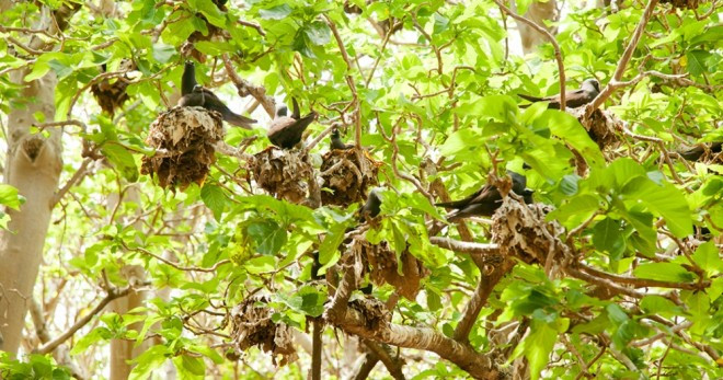 Loài cây "tử thần" Pisonia ra hoa 2 lần/năm. Thời điểm loài cây này ra hòa trùng khớp với thời gian có nhiều chim bay đến Caribbean nhất. Những loài chim đến đây làm tổ trong mùa sinh sản.