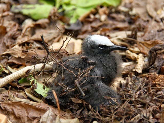 Tuy nhiên, hiện các chuyên gia, nhà khoa học chưa thể tìm được bằng chứng nào chứng minh quan điểm trên là chính xác.