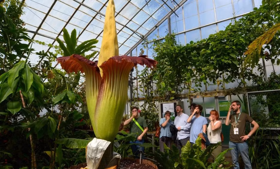 Năm 2010, Amorphophallus Titanum tại vườn lan Winnipesaukee ở Gilford, New Hampshire, Mỹ gây chú ý khi nở hoa và bông họa đạt chiều cao lên tới 3,1m.