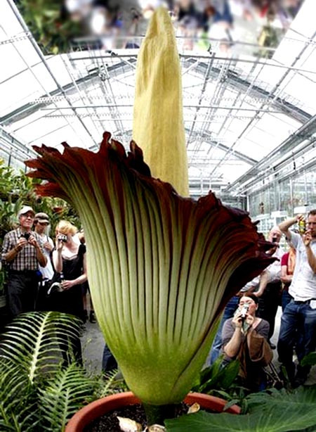 Tên gọi này xuất phát từ việc khi Amorphophallus Titanum nở hoa thì có mùi nồng nạc giống xác động vật khi phân hủy.