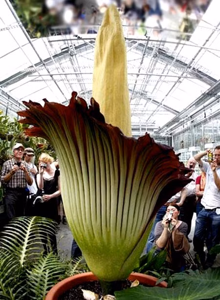 Tên gọi này xuất phát từ việc khi Amorphophallus Titanum nở hoa thì có mùi nồng nạc giống xác động vật khi phân hủy.