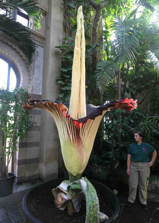 Theo các chuyên gia, Amorphophallus Titanum trung bình có chiều cao khoảng 2m với các lá có thể rộng tới 4m.
