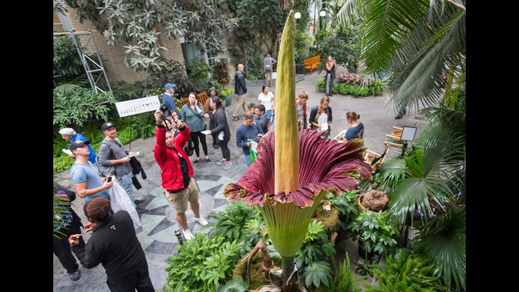 Cứ khoảng 3 - 4 năm thì Amorphophallus Titanum ra hoa một lần. Mỗi lần cây nở hoa chỉ trong 3 - 4 ngày. Vào dịp Amorphophallus Titanum nở hoa, nhiều du khách ghé thăm để chiêm ngưỡng và ngửi mùi hương kỳ lạ của loài hoa xác chết độc đáo này.