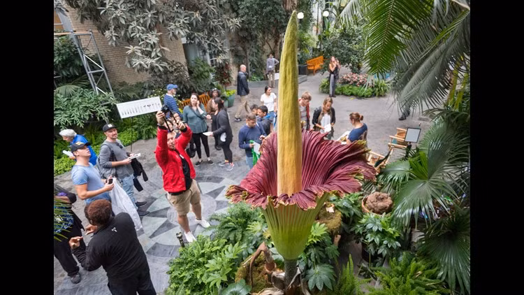 Cứ khoảng 3 - 4 năm thì Amorphophallus Titanum ra hoa một lần. Mỗi lần cây nở hoa chỉ trong 3 - 4 ngày. Vào dịp Amorphophallus Titanum nở hoa, nhiều du khách ghé thăm để chiêm ngưỡng và ngửi mùi hương kỳ lạ của loài hoa xác chết độc đáo này.
