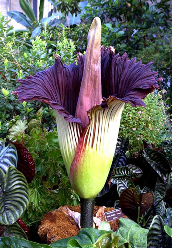 Trọng lượng của cây Amorphophallus Titanum dao động trong khoảng từ 50 - 70 kg. Tuổi thọ trung bình của Amorphophallus Titanum khoảng 30 - 40 năm.