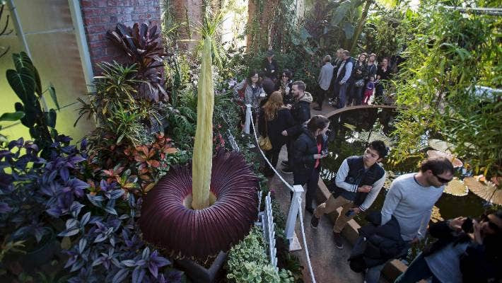 Các nhà sinh vật học ở nhiều nước trên thế giới mang về trồng và nhân giống Amorphophallus Titanum như Đức, Thụy Sĩ... Theo đó, chúng trở thành một trong những điểm thu hút du khách tới tham quan, tìm hiểu loài cây có hoa cao nhất thế giới.