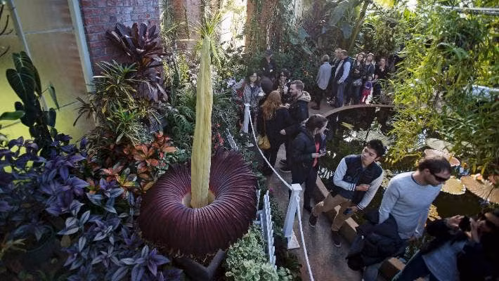 Các nhà sinh vật học ở nhiều nước trên thế giới mang về trồng và nhân giống Amorphophallus Titanum như Đức, Thụy Sĩ... Theo đó, chúng trở thành một trong những điểm thu hút du khách tới tham quan, tìm hiểu loài cây có hoa cao nhất thế giới.