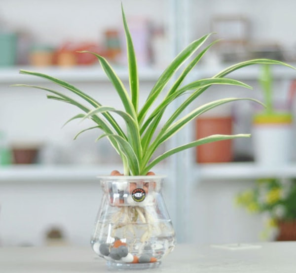  Cây nhền nhện: Đây cũng là một loại cây dễ sống, thường xuyên ra hoa và mọc cây con từ cây mẹ, trông rất đẹp mắt. Loại cây này có ích trong việc loại bỏ carbon monoxide, formaldehyde, xylen và toluen. 