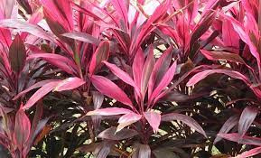 Cây huyết dụ: Loại cây này có những chiếc lá dài, nhọn màu xanh lục, cạnh màu đỏ. Chúng rất dễ trồng và có khả năng loại bỏ các chất ô nhiễm trong không khí như formaldehyde, benzen, trichloroethylene và carbon dioxide.