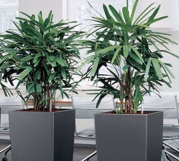 Cọ lá tre: Loại cây này sinh trưởng tốt với điều kiện mát mẻ trong nhà. Đây cũng là loại cây đứng đầu danh sách được khuyên trồng bởi NASA vì chúng có thể lọc được benzen và trichloroethylene trong không khí.