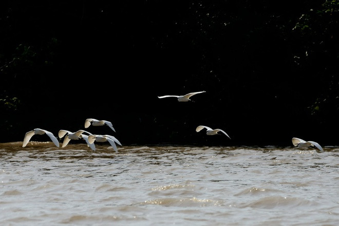 Sân chim Vàm Hồ nằm ở huyện Ba Tri, tỉnh Bến Tre. Nơi đây là vùng đất ngập mặn với các loài cây đặc trưng như chà là, đước, gừa, bần, tra… thu hút hàng nghìn cá thể cò, vạc và các loài chim khác về trú ngụ. Ảnh: Sanchimvamho.