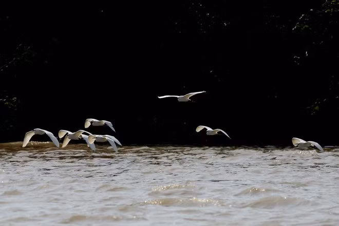 Sân chim Vàm Hồ nằm ở huyện Ba Tri, tỉnh Bến Tre. Nơi đây là vùng đất ngập mặn với các loài cây đặc trưng như chà là, đước, gừa, bần, tra… thu hút hàng nghìn cá thể cò, vạc và các loài chim khác về trú ngụ. Ảnh: Sanchimvamho.