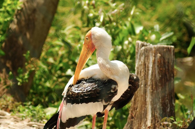 Vườn chim Bạc Liêu tại TP Bạc Liêu, tỉnh Bạc Liêu đã được công nhận là khu bảo tồn loài và sinh cảnh. Theo các tài liệu, vườn chim Bạc Liêu đã tồn tại hơn 100 năm, do sự bồi tụ tự nhiên từ thảm thực vật ven biển Đông, quy tụ nhiều đàn chim đến trú ngụ, có các loài quý hiếm như giang sen, bồ nông chân xám, quắm đen, cốc đế… Ảnh: Trung Nguyễn.