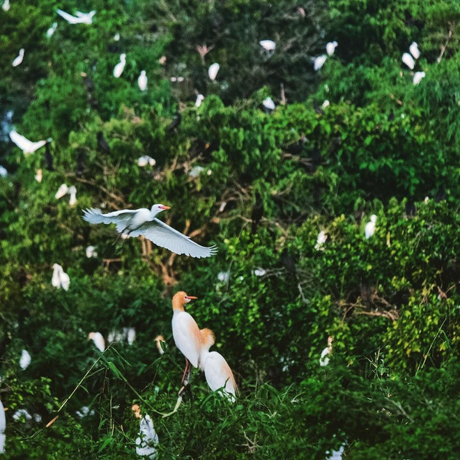 Vườn cò Bằng Lăng nằm ở quận Thốt Nốt, cách trung tâm TP Cần Thơ khoảng 60 km, đi theo quốc lộ 91. Theo trang thông tin Du lịch Cần Thơ, nơi đây tập trung rất nhiều loại cò như cò ruồi, cò cá, cò ngà, cò ma, cò xanh, cò lép, cò đúm, cò sen, cò quắm… Ảnh: Ferdinandnguyen.