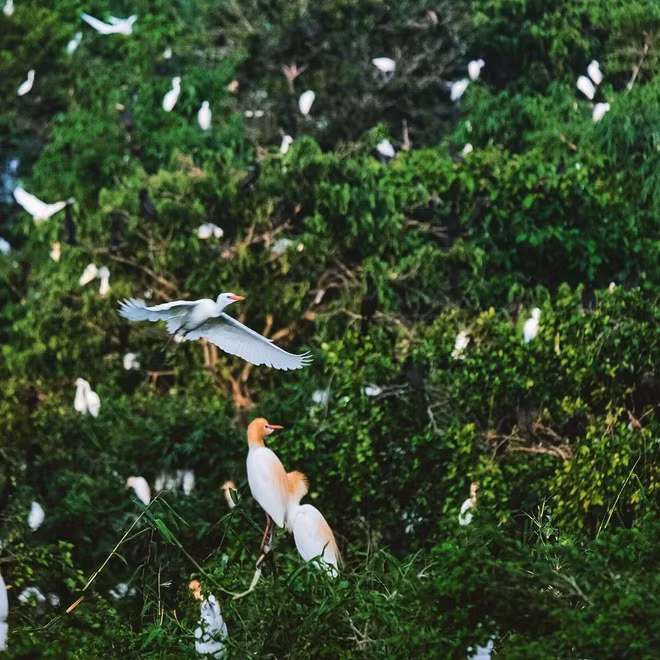 Vườn cò Bằng Lăng nằm ở quận Thốt Nốt, cách trung tâm TP Cần Thơ khoảng 60 km, đi theo quốc lộ 91. Theo trang thông tin Du lịch Cần Thơ, nơi đây tập trung rất nhiều loại cò như cò ruồi, cò cá, cò ngà, cò ma, cò xanh, cò lép, cò đúm, cò sen, cò quắm… Ảnh: Ferdinandnguyen.