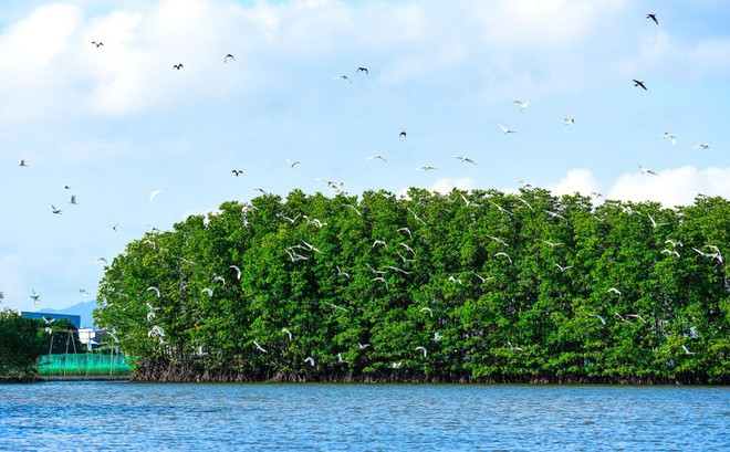 Cồn Chim nằm giữa đầm Thị Nại nổi tiếng, thuộc huyện Tuy Phước, tỉnh Bình Định. Theo các nhà nghiên cứu, cồn Chim có hệ rừng ngập mặn độc đáo, là nơi trú ngụ của quần thể các loài chim, cò đặc hữu, các loại chim trú theo mùa, chim rừng… Ảnh: Minh Hoàng.