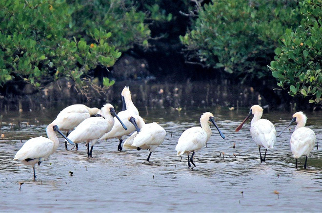 Vườn quốc gia Xuân Thủy ở Nam Định hay Vườn quốc gia Tràm Chim ở Đồng Tháp có thể xem là những vườn chim rộng lớn. Đây là những vùng đất ngập nước quan trọng ở phía Bắc và phía Nam nước ta, bảo vệ khu vực dừng chân, chỗ trú ẩn cho nhiều loài chim di cư. Nổi tiếng bậc nhất ở Xuân Thủy có lẽ là loài cò mỏ thìa, còn ở Tràm Chim là sếu đầu đỏ. Ảnh: Khoitran1957.