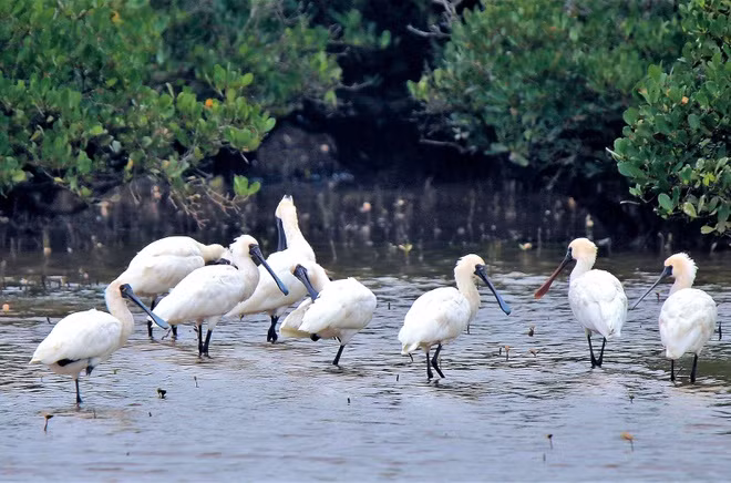 Vườn quốc gia Xuân Thủy ở Nam Định hay Vườn quốc gia Tràm Chim ở Đồng Tháp có thể xem là những vườn chim rộng lớn. Đây là những vùng đất ngập nước quan trọng ở phía Bắc và phía Nam nước ta, bảo vệ khu vực dừng chân, chỗ trú ẩn cho nhiều loài chim di cư. Nổi tiếng bậc nhất ở Xuân Thủy có lẽ là loài cò mỏ thìa, còn ở Tràm Chim là sếu đầu đỏ. Ảnh: Khoitran1957.