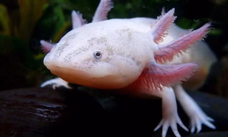 Thêm nữa, Axolotl thường nuốt những viên sỏi nhỏ để duy trì khả năng nổi trên mặt nước.