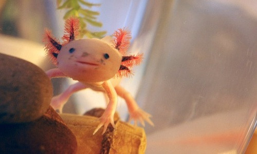 Axolotl còn được biết đến với tên gọi cá đi bộ Mexico (Ambystoma mexicanum). Đây là loài kỳ giông bản xứ của Mexico. Chúng có họ hàng gần với kỳ giông hổ.