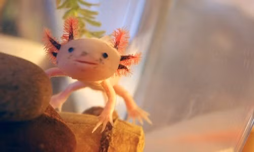 Axolotl còn được biết đến với tên gọi cá đi bộ Mexico (Ambystoma mexicanum). Đây là loài kỳ giông bản xứ của Mexico. Chúng có họ hàng gần với kỳ giông hổ.