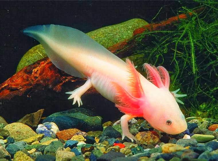 Tuổi thọ trung bình của kỳ giông Mexico thường hơn 10 năm.