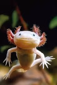 Thay vì phát triển phổi và chuyển lên cạn, cá đi bộ Mexico khi trưởng thành vẫn sống dưới nước và có mang.