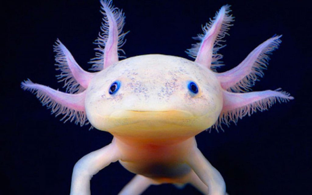 Axolotl gây chú ý với đầu bè rộng và đôi mắt không mí. Chúng có các chi nhưng không phát triển. Các chi của chúng là những ngón dài mảnh.