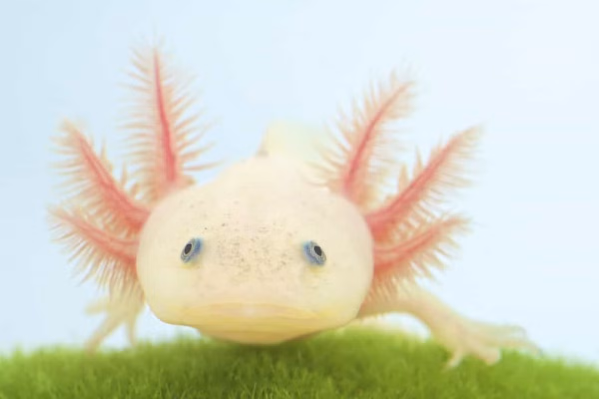 Các nhà khoa học chỉ tìm thấy cá đi bộ Mexico ở những hồ nước ngầm tại Mexico City.