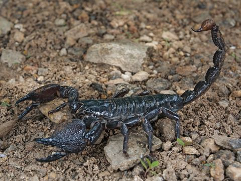 Kế đến, họ cho những con bọ cặp độc vào trong các bình gốm rồi đậy kín miệng. Trong lúc giao tranh với đội quân phòng thủ trong pháo đài Hatra, binh sĩ La Mã ném những chiếc bình có đầy bọ cạp độc vào bên trong.